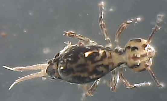 Dicyrtomina ornata